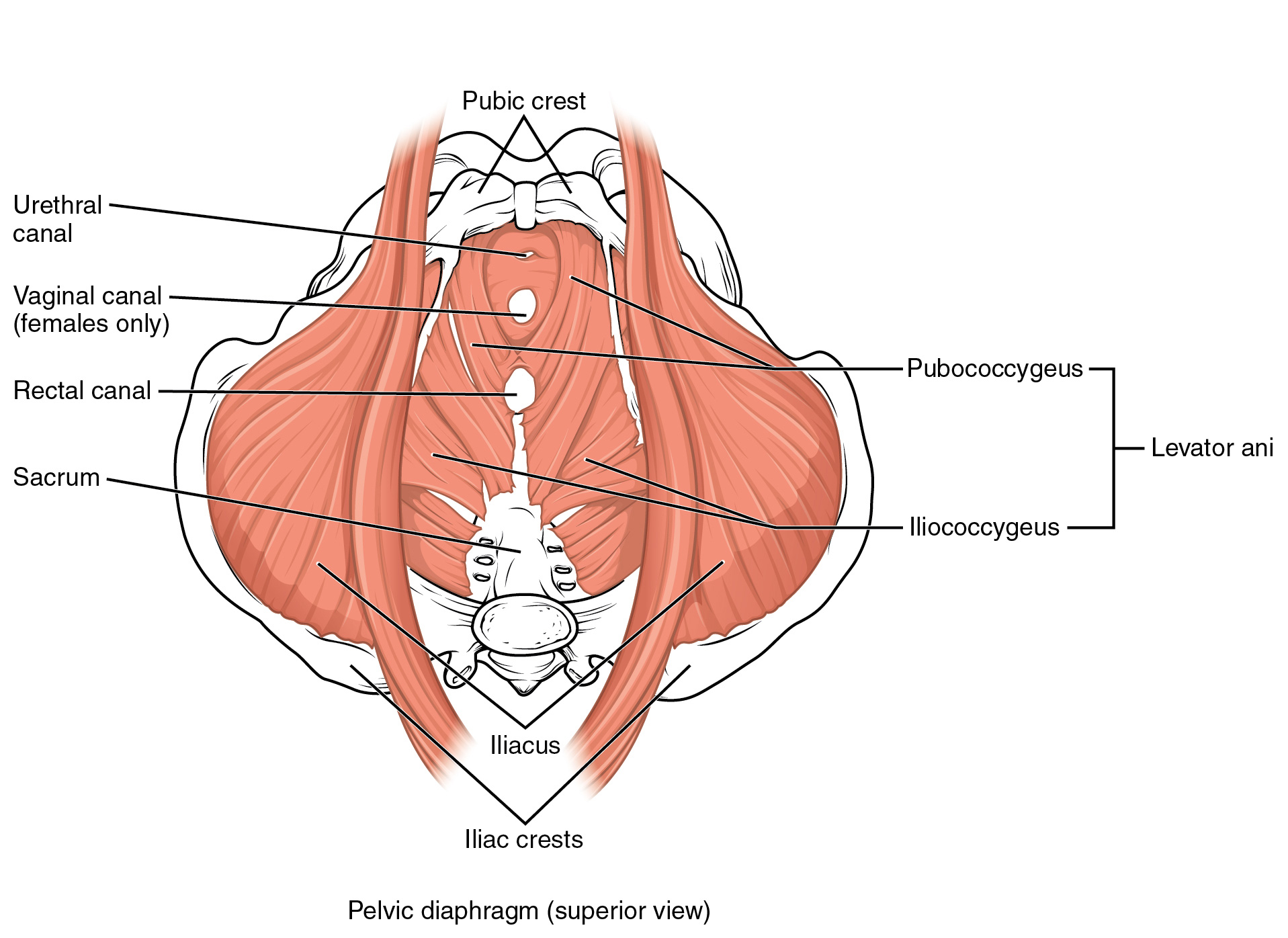 Pavimento pelvico - Fisioterapia tiburtina